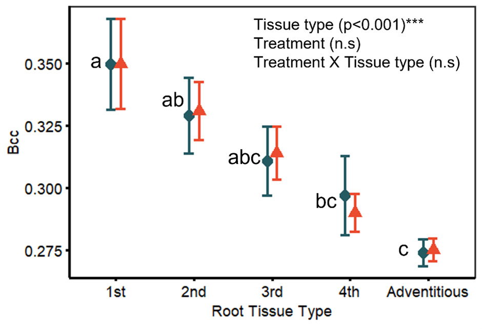 ) Fine roots of C. aquatilis are being sorted by order and scanned for an array of morphological traits, including color. “Bcc” denotes the blue chromatic coordinates based on RGB values. Preliminary analysis indicates Bcc is highest in the most distal, low-order roots.