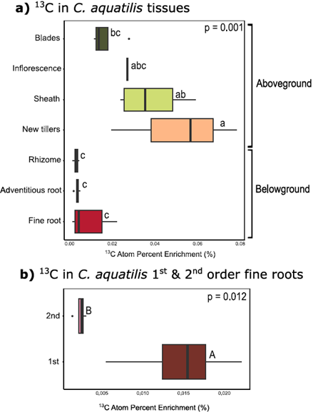  The distribution of 13C label in Carex aquatilis tissues five days after introduction of 13C-CO2. Note the different scales on the x-axis.