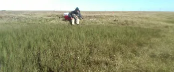 a person sitting in a field of tall grass