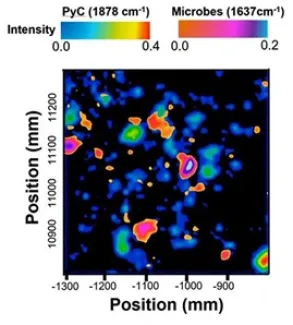 SR-FTIR imaging maps microbial distribution and identifies chemical functional groups of biological molecules.