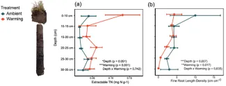 Warming-induced (a) increase in soil-extractable nitrogen and (b) decrease in fine root length density. Despite this changing relationship between nutrient availability and fine root traits, there was no observed impact of warming on rates of nitrogen uptake from surface soils. 
